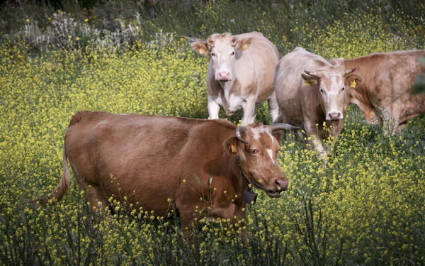 Νέα κρούσματα αφθώδους πυρετού στην Λέσβο - Μολυσμένες κηρύσσονται οι μονάδες