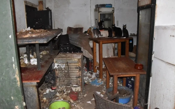 Δονούσα: Πρόστιμο 1,7 εκατ. ευρώ σε κάτοικο που είχε εγκλωβισμένες 58 γάτες μέσα στα σκουπίδια