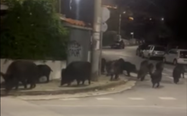 Θεσσαλονίκη: Χριστουγεννιάτικες… επισκέψεις αγριογούρουνων στις γειτονιές του Πανοράματος (Βίντεο)