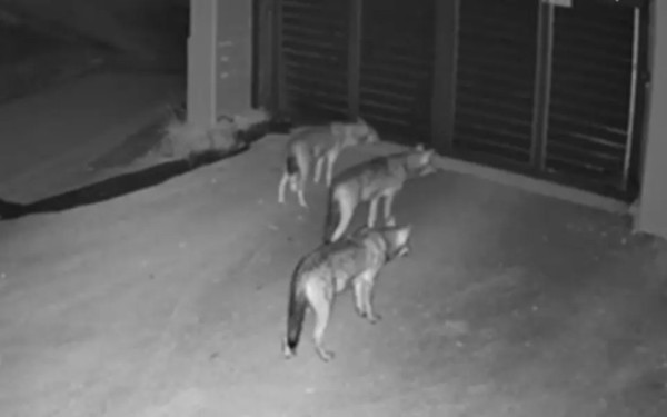 Θεσσαλονίκη: Λύκοι έφτασαν μέχρι την αυλόπορτα σπιτιού στο Πανόραμα (βίντεο)