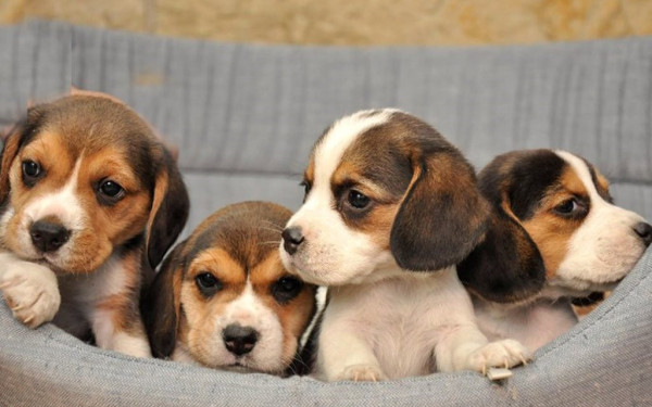 Δ. Ωραιοκάστρου: Έκκληση για τον περιορισμό των ανεξέλεγκτων γεννήσεων δεσποζόμενων ζώων