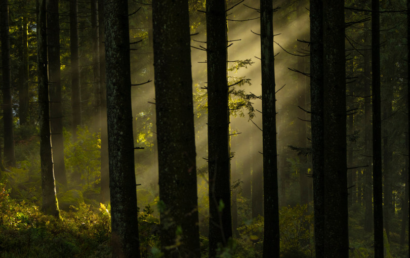 Παγκόσμια Μέρα Δασών: Πάνω από 200.000 εκτάρια κινδυνεύουν - Πώς επιδεινώνει την κατάσταση η κλιματική αλλαγή