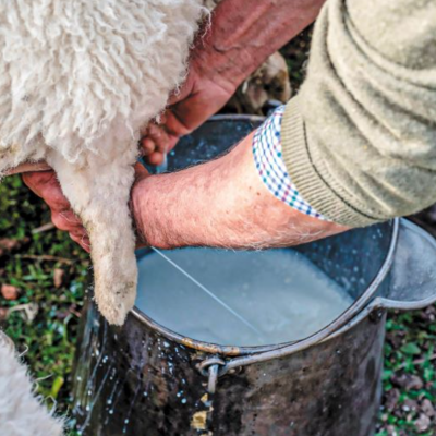 Ο κύβος ερρίφθη για τις εμπορικές συμφωνίες για το αιγοπρόβειο γάλα - Που κυμαίνονται οι φετινές τιμές παραγωγού