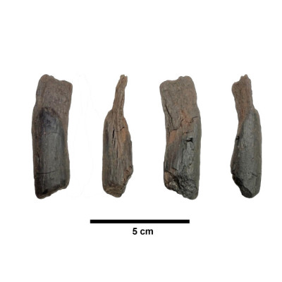 Στην Ελλάδα τα αρχαιότερα ξύλινα εργαλεία στον κόσμο - Η Μεγαλόπολη αποκαλύπτει μυστικά 430.000 ετών