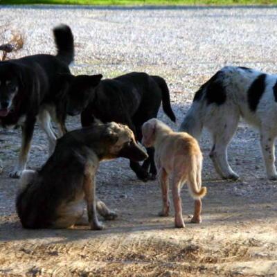 Παγκόσμια Ημέρα Αδέσποτων Ζώων - Υιοθέτησε, μην αγοράζεις
