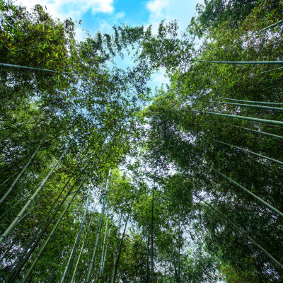 Παγκόσμια Ημέρα Δασών: Οι δράσεις οχτώ δασαρχείων της χώρας με στόχο την ευαισθητοποίηση για την προστασία του περιβάλλοντος