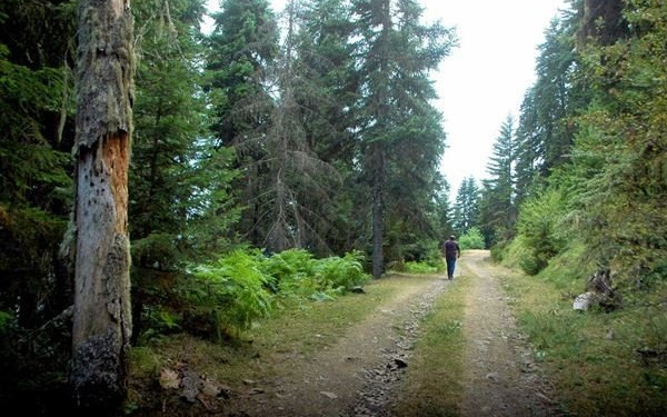 Την απαγόρευση εισαγωγής προϊόντων από αποψίλωση δασών συζητάει η ΕΕ