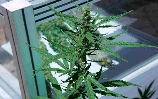 Κλωστική κάνναβη από το Κιλκίς θα χρησιμοποιεί η Mercedes!