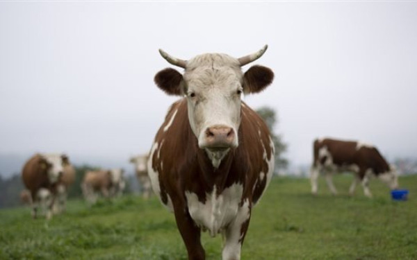 Διατροφική αλυσίδα: Νέος... τρόπος ζωής για αγελάδες, πάπιες και χήνες με ευρωπαϊκή οδηγία