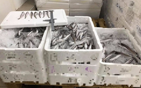 Κατασχέσεις αλιευμάτων στην ιχθυόσκαλα Ν. Μηχανιώνας