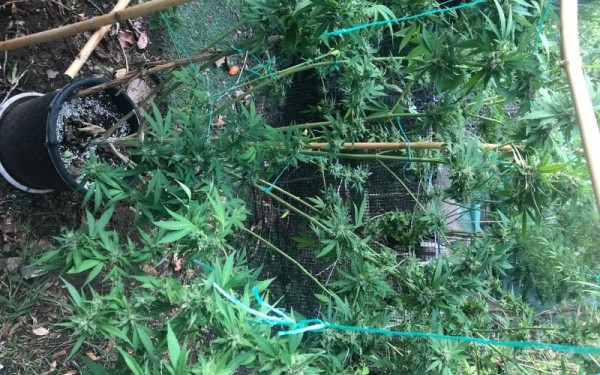 Φύτεψε 177 δέντρα κάνναβης μέσα στη χαράδρα 