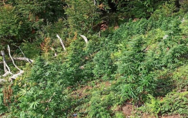 Φυτεία με περισσότερα από χίλια δενδρύλλια κάνναβης στα Σφακιά 