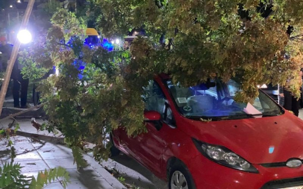 Θεσσαλονίκη: Δέντρο πλάκωσε σταθμευμένα αυτοκίνητα 