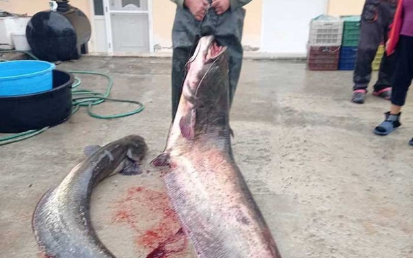 Δεινός ψαράς στην Κοζάνη ψάρεψε γουλιανό... 92 κιλών!