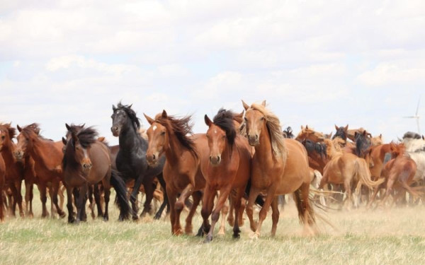 Σέρρες: Η αξία της θεραπευτικής ιππασίας μέσα από το έργο του ΚΕΘΙΣ (βίντεο)