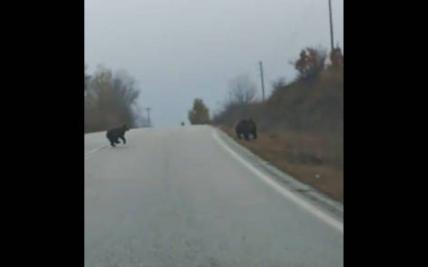 Κοζάνη: Αρκούδα βγήκε βόλτα… με τα μικρά της έξω από το Τσοτύλι Βοΐου ( βίντεο)