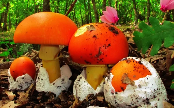 Χαλκιδική: «Μανιταρογιορτή» το Σάββατο 13 Σεπτεμβρίου στον Ταξιάρχη