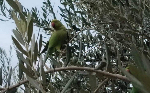 Πέντε νεκροί από την ψιττάκωση στη Ευρώπη - Ο ΠΟΥ προειδοποιεί για τον ιό των παπαγάλων