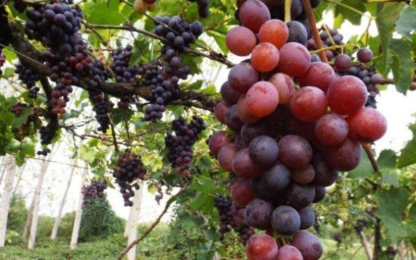 Ξινόμαυρο: Καλές τιμές στο Αμύνταιο, στα περσινά επίπεδα και πτωτικά στη Νάουσα