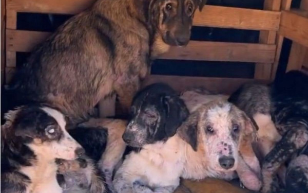 Δήμος Ωραιοκάστρου: Ημερίδα για την προώθηση της υιοθεσίας αδέσποτων ζώων συντροφιάς