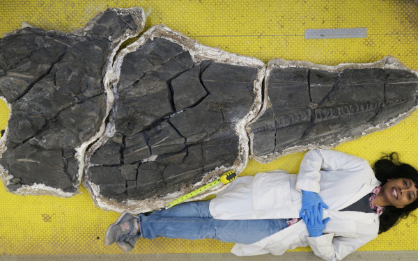 Απολιθωμένο κρανίο τεράστιου θαλάσσιου τέρατος, ηλικίας 246 εκατομμυρίων χρόνων!