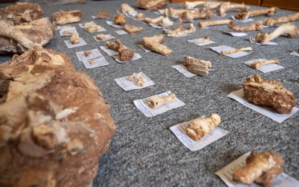 Στο φως ένα σύγχρονο «τζουράσικ παρκ» στη Λέσβο (Φωτ.)