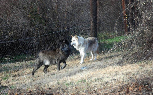 Λύκοι έφτασαν μέχρι τα πρώτα σπίτια της Κοζάνης!