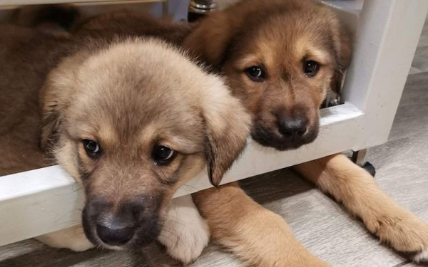 Ωραιόκαστρο: Ο δήμος μεριμνά για τα αδέσποτα ενόψει του καύσωνα