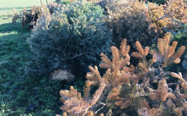 ΦΟΔΣΑ Κεντρικής Μακεδονίας: Σε νέο ρεκόρ ανακύκλωσης χριστουγεννιάτικων ελάτων προσβλέπει φέτος  