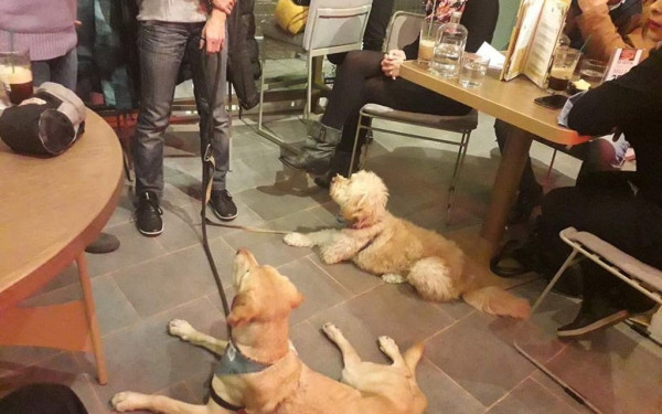 "Καφές παρέα με τον σκύλο μου" (φωτό - βίντεο)