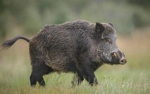 Αγριογούρουνο προκάλεσε σύγκρουση αυτοκινήτων