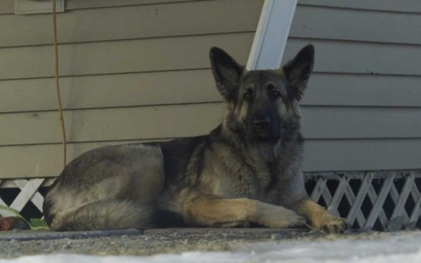 ΗΠΑ: Η Τίνζλεϊ, το λυκόσκυλο-ήρωας, ειδοποιεί τις Αρχές και σώζει το αφεντικό του