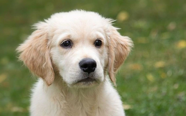 Χαλκιδική: Υπάλληλος του δήμου Σιθωνίας βρήκε νεκρά 5 σκυλάκια