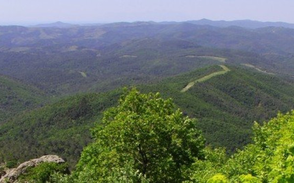 Δάσος της Δαδιάς: Αποσύρεται ο αιολικός σταθμός που επρόκειτο να εγκατασταθεί
