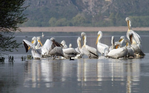 Παγκόσμια Ημέρα Υγροτόπων: Καταφύγια για χιλιάδες πουλιά που εκπέμπουν SOS (Φωτ.)