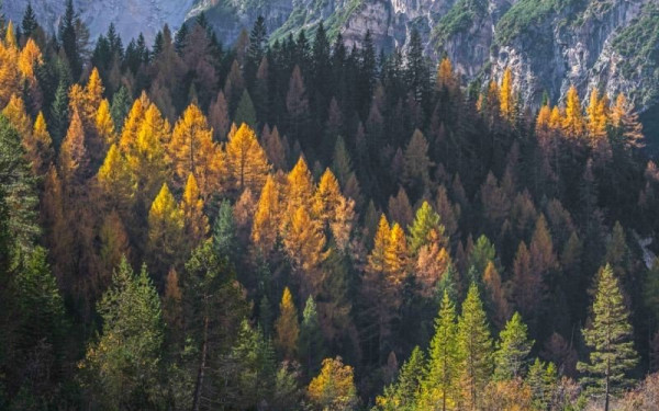  Πώς τα μεσογειακά δάση ξαναγεννιούνται από τις στάχτες τους