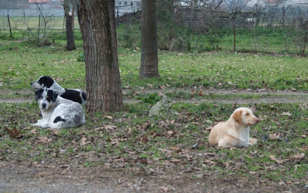 Απάνθρωπη εικόνα στην Καστοριά: Βρέθηκαν νεκρά 2 σκυλιά - Ενδείξεις βασανισμού