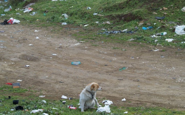 Παράνομο «νεκροταφείο» ζώων συντροφιάς σε άλσος που παίζουν παιδιά