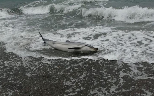 Νεκρό δελφίνι στη θαλάσσια περιοχή στα Νέα Πλάγια