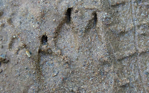 Aναστάτωση στη Νέα Πέραμο από ίχνη... λύκου!