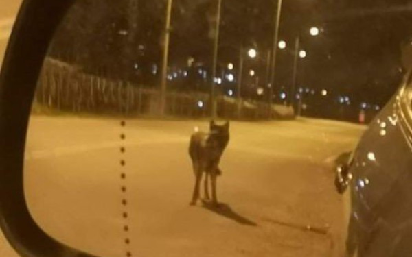 Nέο περιστατικό με λύκο στη Νέα Πέραμο