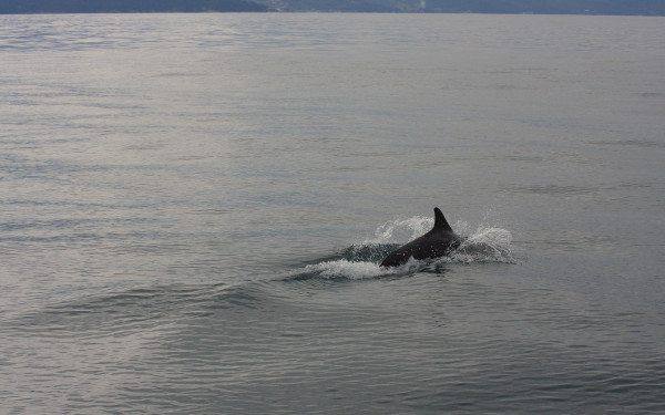 Απόλυτα καθαρός  από υδρογονάνθρακες ο υγροβιότοπος του Νέστου