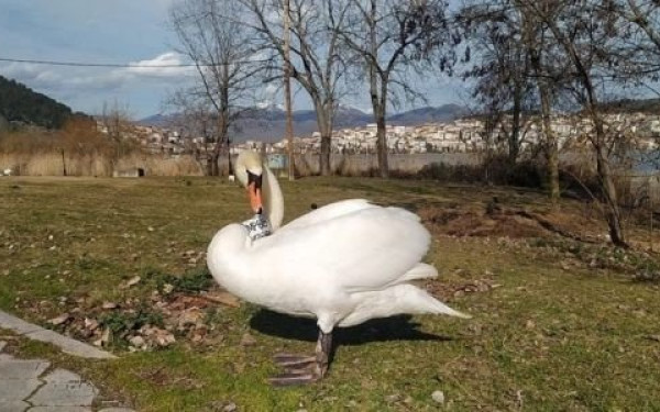 Στη λίμνη Ιωαννίνων ο κύκνος από την Καστοριά που έχασε το ταίρι του