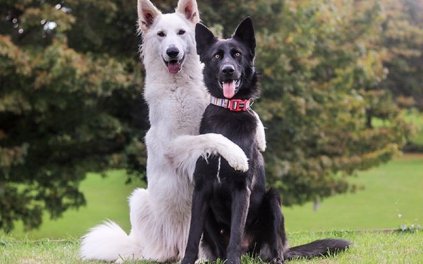 Και οι σκύλοι μπορεί να θρηνούν μετά τον θάνατο του συντρόφου τους