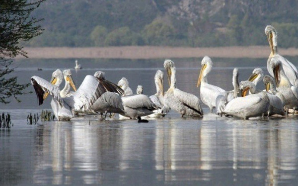 Κρούσματα γρίπης των πτηνών στην Φλώρινα: Χρήσιμα μέτρα βιοασφάλειας