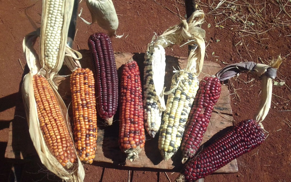 Ξαναγράφεται, με τη βοήθεια του DNA. η ιστορία του καλαμποκιού