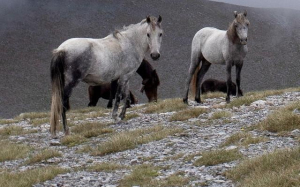 Χανιά: Άφησε το άλογό του να πεθάνει δεμένο μέσα στον ήλιο χωρίς νερό