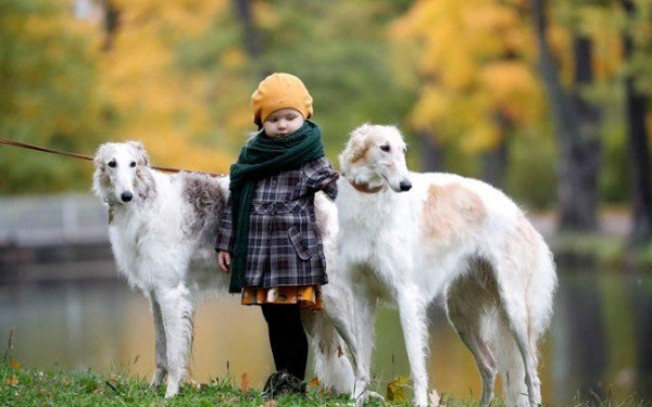 Ανησυχητικά δεδομένα για τη γρίπη των πτηνών: Μεταδόθηκε στα σκυλιά και έπεται ο άνθρωπος (βίντεο)