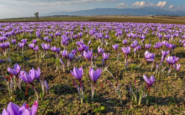 Οι «κρυμμένοι θησαυροί» θα κοσμούν το Μουσείο Κρόκου στην Κοζάνη το 2024 (φωτ.)