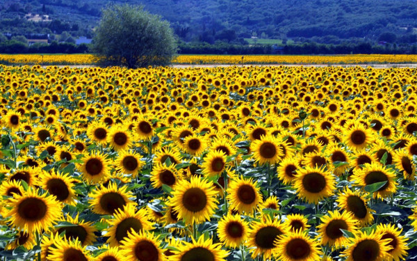 «Χρυσάφι» η καλλιέργεια του ηλίανθου, λόγω... Ουκρανίας